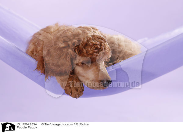 Kleinpudel Welpe / Poodle Puppy / RR-43534