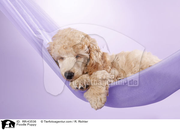 Poodle Puppy / RR-43536
