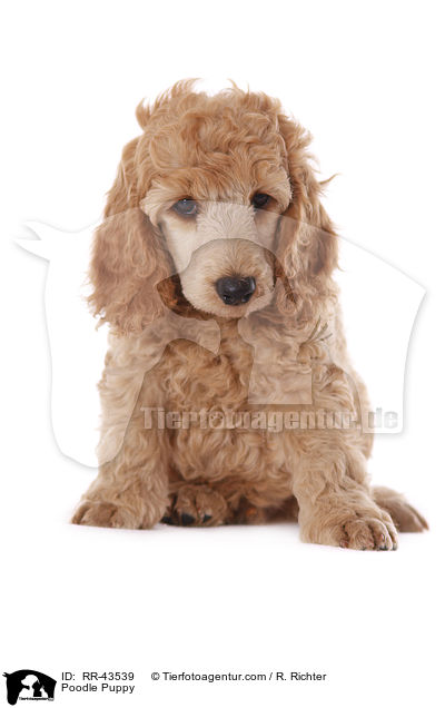 Kleinpudel Welpe / Poodle Puppy / RR-43539