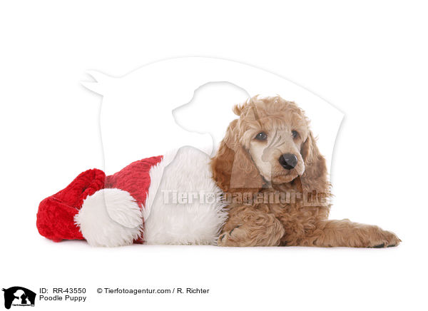 Kleinpudel Welpe / Poodle Puppy / RR-43550