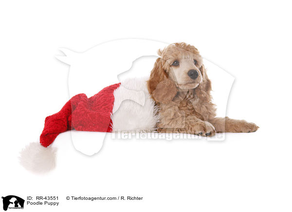 Kleinpudel Welpe / Poodle Puppy / RR-43551