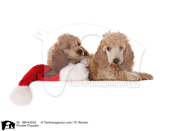 Kleinpudel Welpen / Poodle Puppies / RR-43552