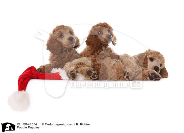 Kleinpudel Welpen / Poodle Puppies / RR-43554