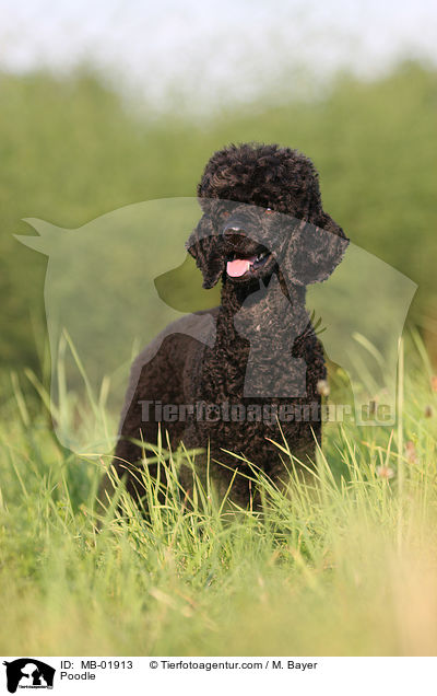 Kleinpudel / Poodle / MB-01913
