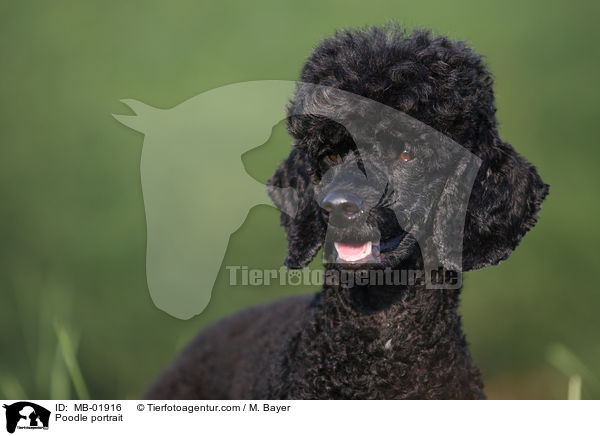 Kleinpudel Portrait / Poodle portrait / MB-01916