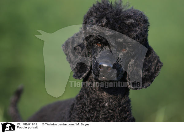Kleinpudel Portrait / Poodle portrait / MB-01919