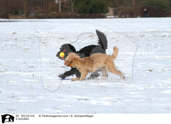 2 poodles / SS-32143