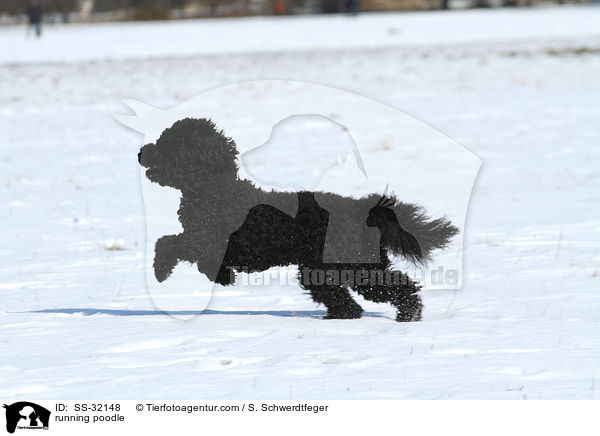 rennender Kleinpudel / running poodle / SS-32148