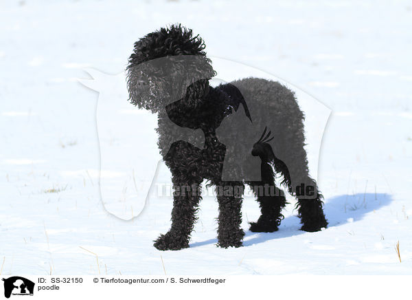 Kleinpudel / poodle / SS-32150