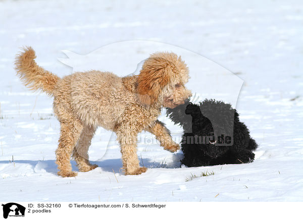 2 poodles / SS-32160
