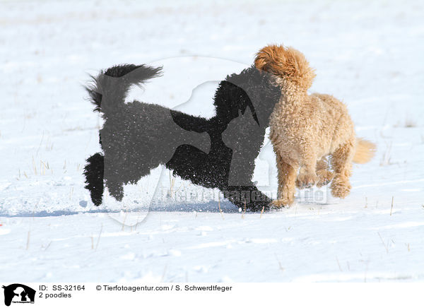 2 poodles / SS-32164