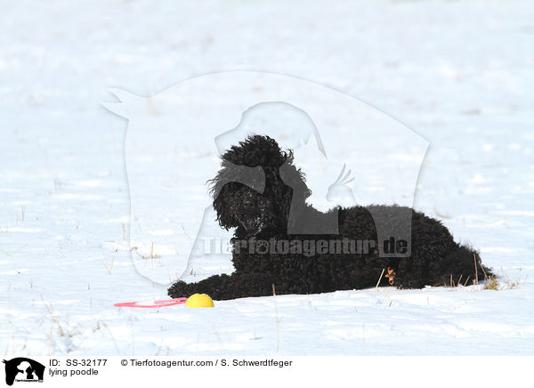 liegender Kleinpudel / lying poodle / SS-32177