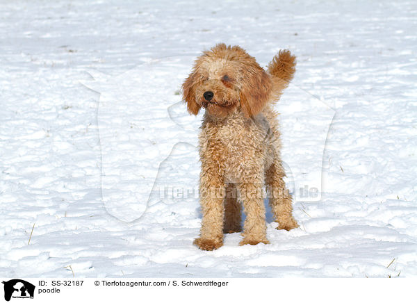 Kleinpudel / poodle / SS-32187