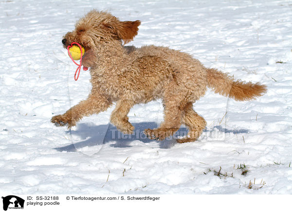 spielender Kleinpudel / playing poodle / SS-32188