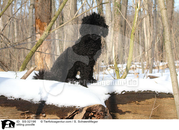 sitzender Kleinpudel / sitting poodle / SS-32196
