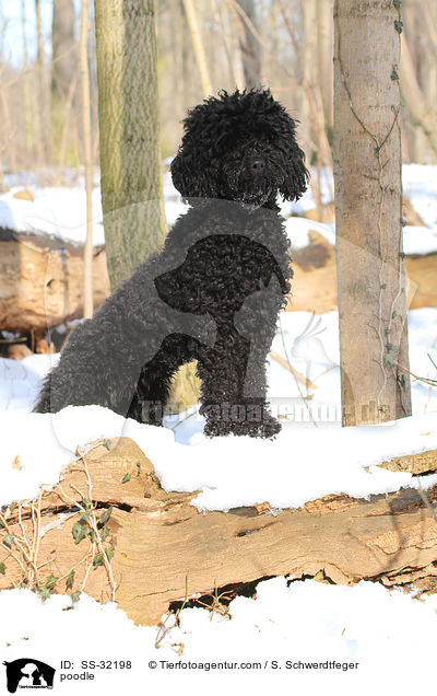Kleinpudel / poodle / SS-32198