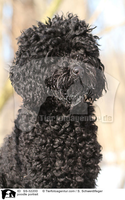 Kleinpudel Portrait / poodle portrait / SS-32200