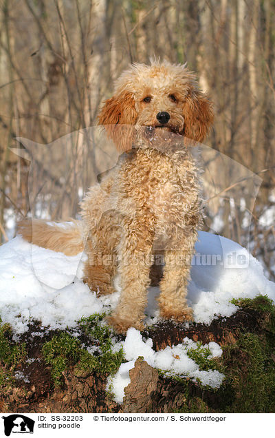 sitzender Kleinpudel / sitting poodle / SS-32203