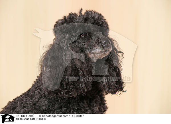 black Standard Poodle / RR-60990