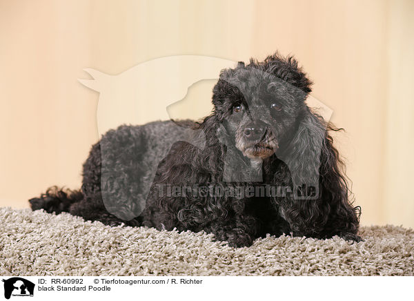 black Standard Poodle / RR-60992