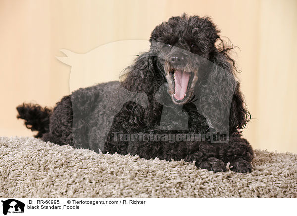 schwarzer Kleinpudel / black Standard Poodle / RR-60995