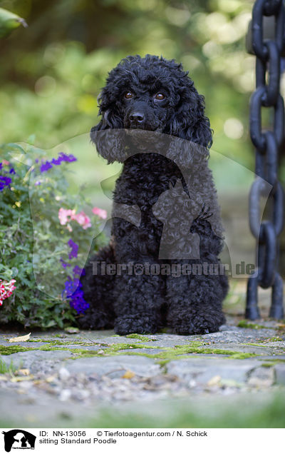sitzender Kleinpudel / sitting Standard Poodle / NN-13056