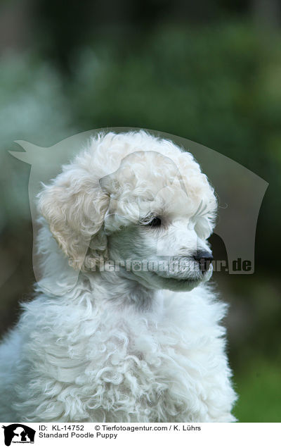 Kleinpudel Welpe / Standard Poodle Puppy / KL-14752