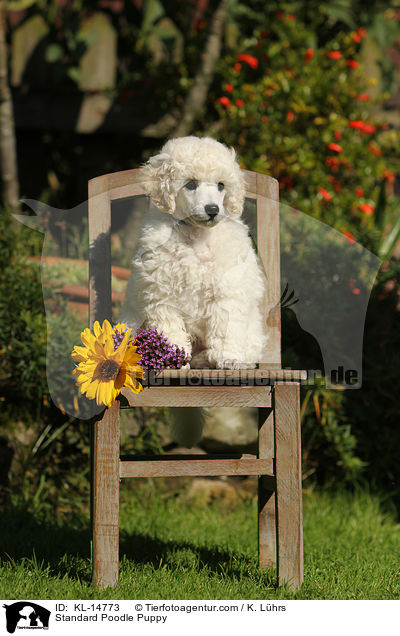 Standard Poodle Puppy / KL-14773