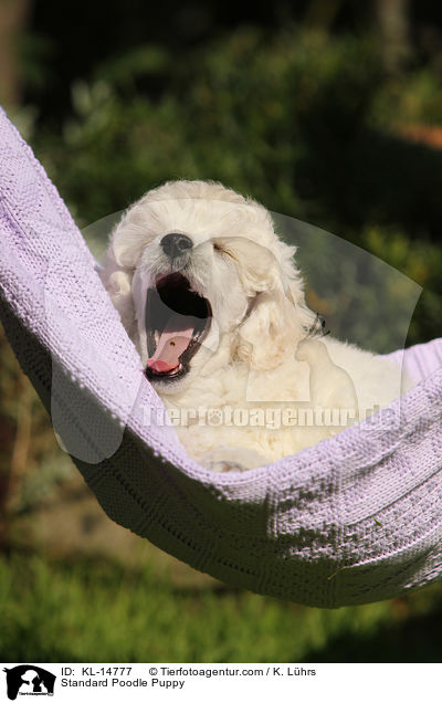 Kleinpudel Welpe / Standard Poodle Puppy / KL-14777