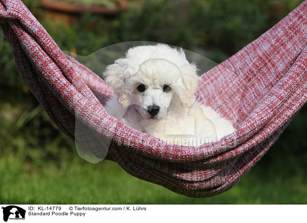 Kleinpudel Welpe / Standard Poodle Puppy / KL-14779