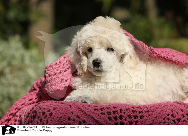Standard Poodle Puppy / KL-14784