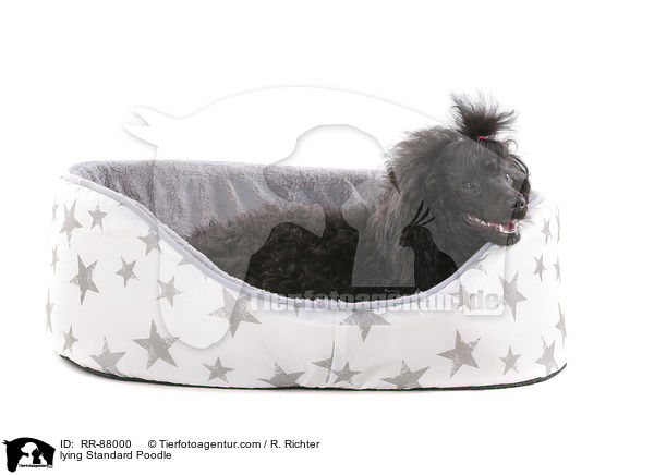lying Standard Poodle / RR-88000