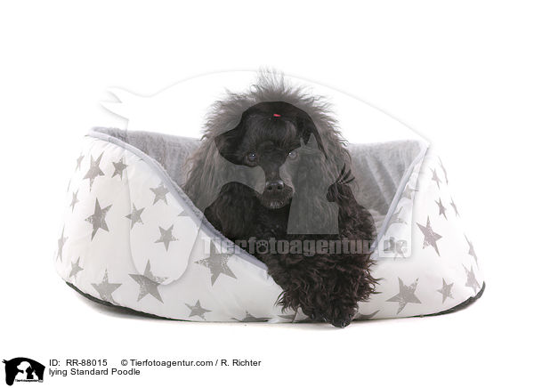 lying Standard Poodle / RR-88015