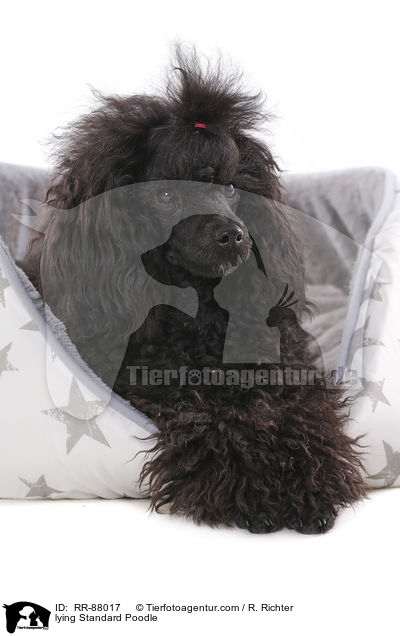 lying Standard Poodle / RR-88017
