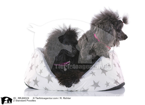 2 Standard Poodles / RR-88024