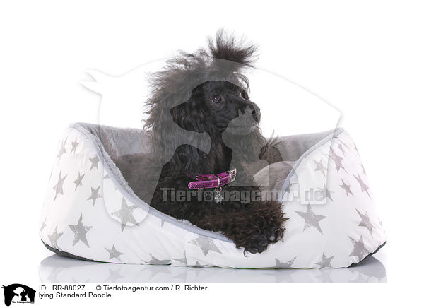 lying Standard Poodle / RR-88027