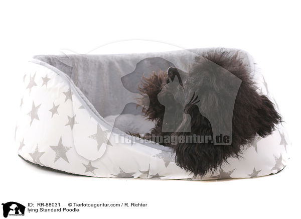 lying Standard Poodle / RR-88031