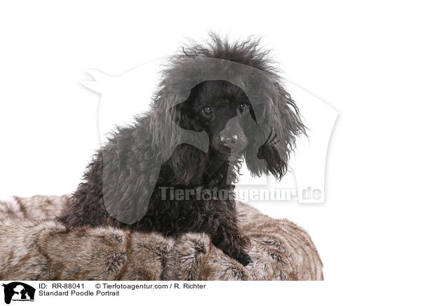 Standard Poodle Portrait / RR-88041