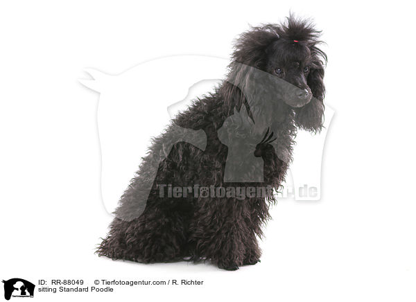 sitting Standard Poodle / RR-88049