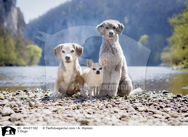 3 Dogs / AH-01192