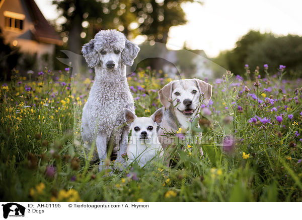 3 Dogs / AH-01195