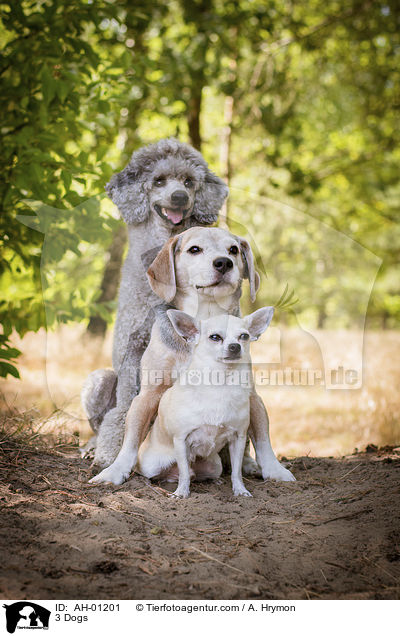 3 Dogs / AH-01201