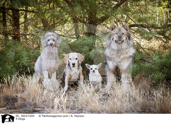 4 Dogs / AH-01204