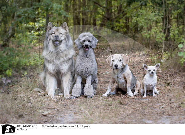4 Dogs / AH-01205