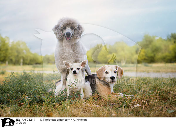 3 Dogs / AH-01211
