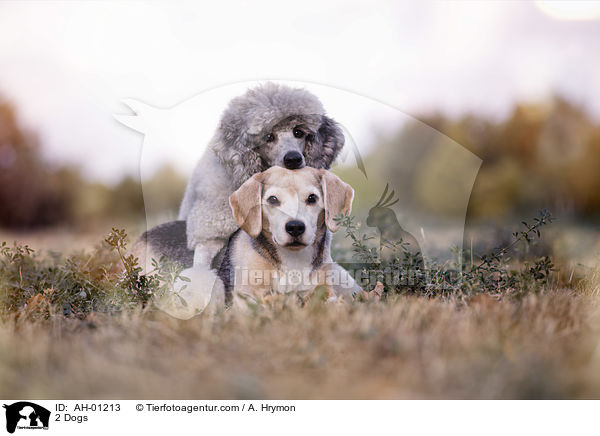 2 Dogs / AH-01213
