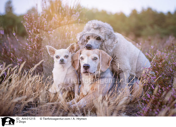 3 Dogs / AH-01215