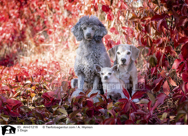 3 Hunde / 3 Dogs / AH-01216