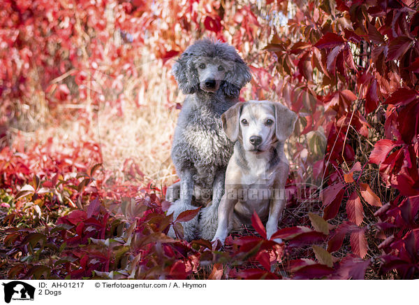 2 Dogs / AH-01217