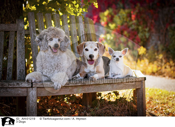 3 Dogs / AH-01219